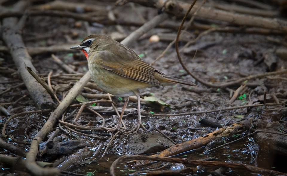 Photo of Bharatpur : My first Birding Trip 9/18 by Gargi Patil