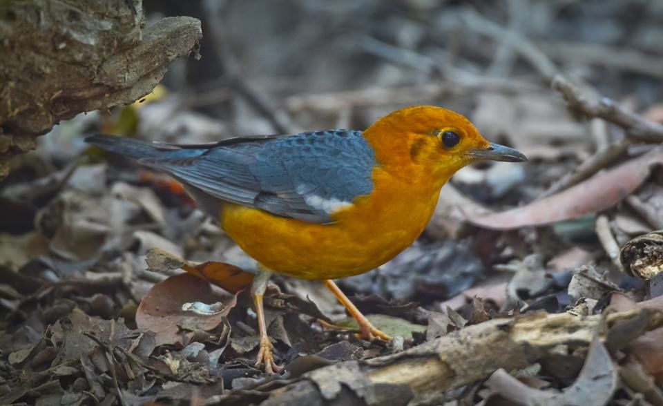 Photo of Bharatpur : My first Birding Trip 10/18 by Gargi Patil