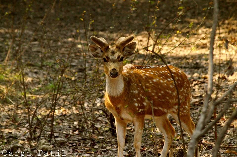Photo of Bharatpur : My first Birding Trip 11/18 by Gargi Patil
