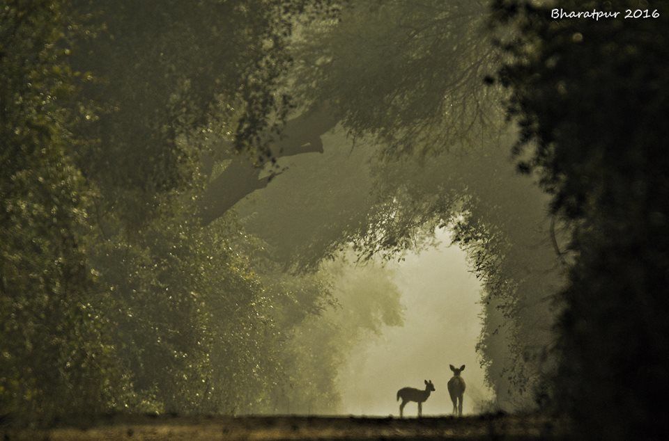Photo of Bharatpur : My first Birding Trip 12/18 by Gargi Patil
