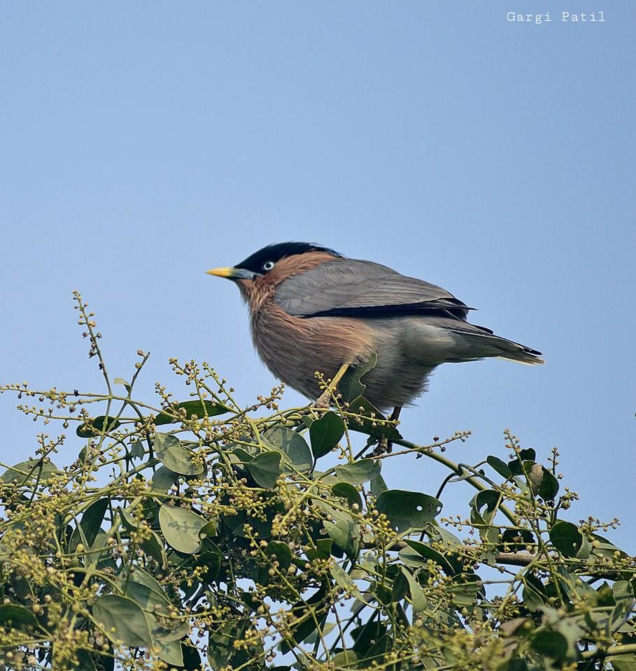 Photo of Bharatpur : My first Birding Trip 15/18 by Gargi Patil