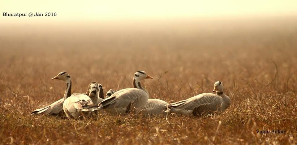 Photo of Bharatpur : My first Birding Trip 17/18 by Gargi Patil