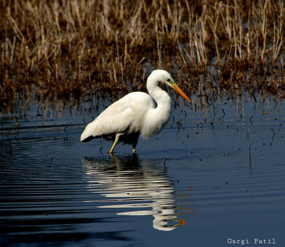 Photo of Bharatpur : My first Birding Trip 18/18 by Gargi Patil