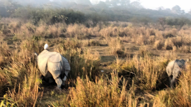 Photo of Kaziranga National Park, Assam, India by Aditi Gupta