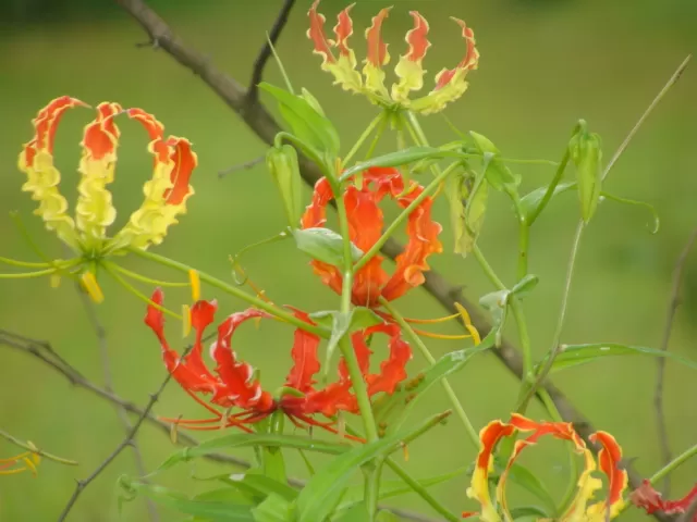 Photo of khadakwasla lavasa road by Rutuja Patil