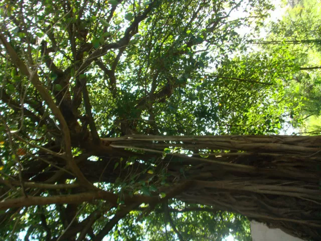 Photo of Mutha, Maharashtra, India by Rutuja Patil