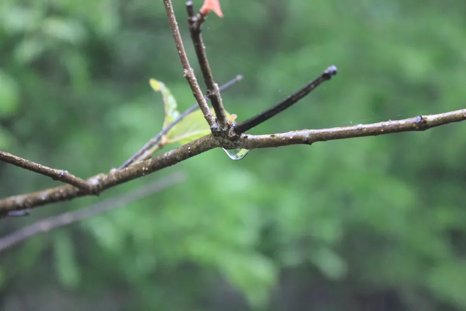 Photo of Taljai Forest Area, Pune, Maharashtra, India by Rutuja Patil