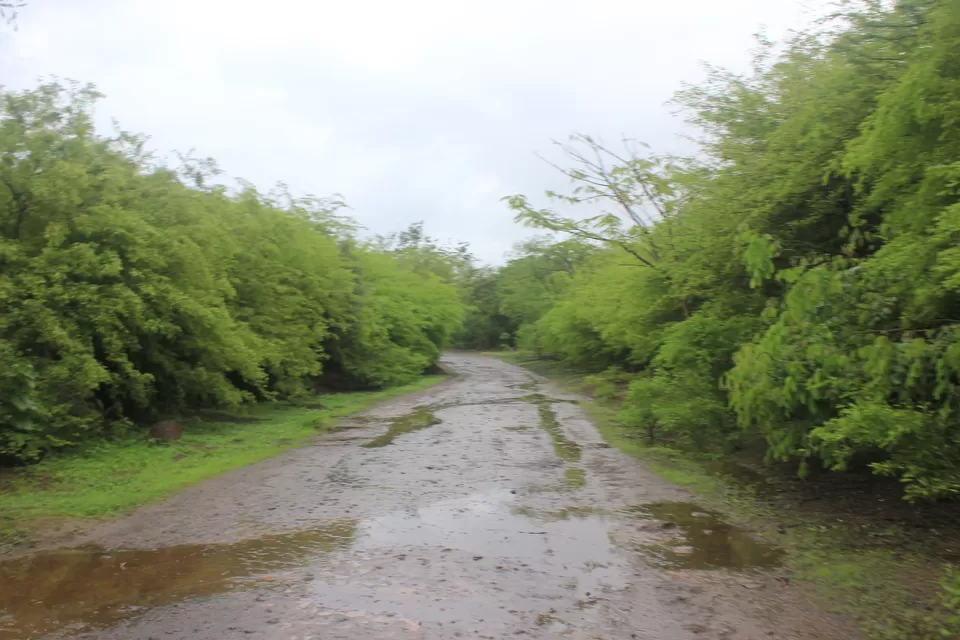 Photo of Taljai Forest Area, Pune, Maharashtra, India by Rutuja Patil