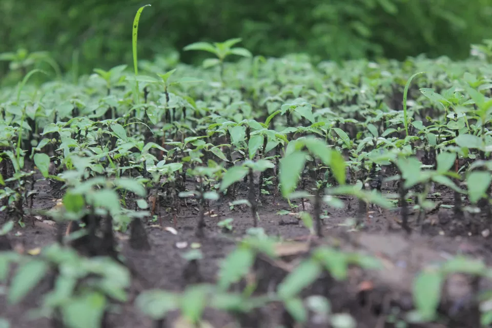Photo of Taljai Forest Area, Pune, Maharashtra, India by Rutuja Patil