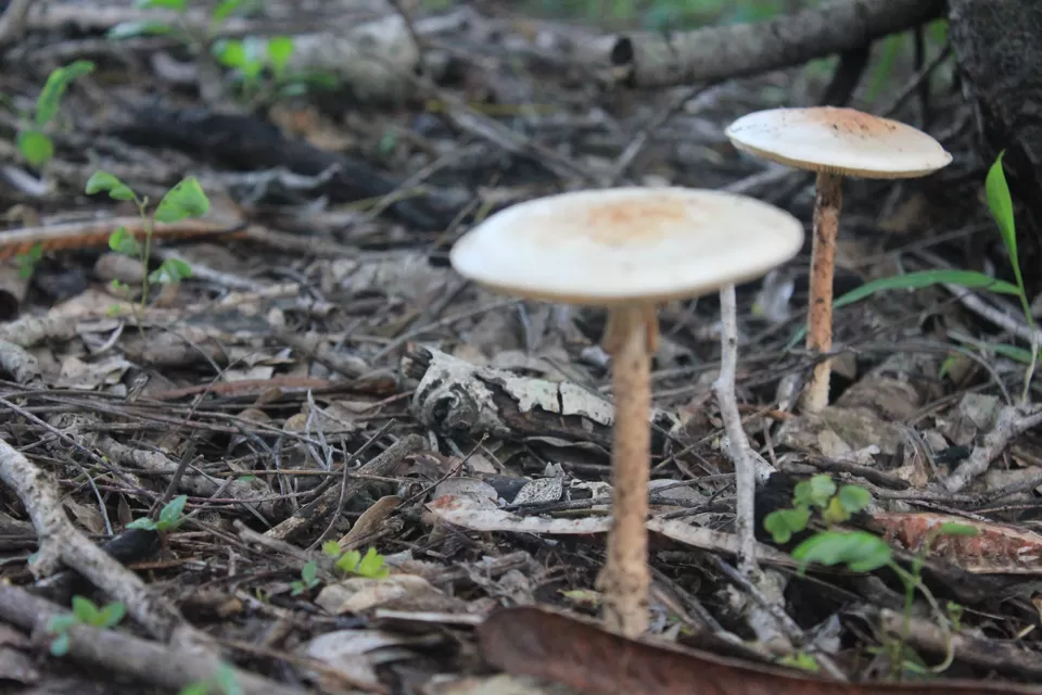 Photo of Taljai Forest Area, Pune, Maharashtra, India by Rutuja Patil