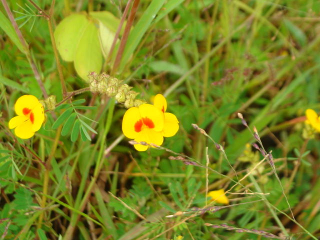 Photo of Pune: Nature and History in a day 6/20 by Rutuja Patil