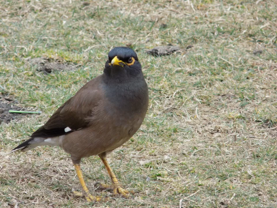 Photo of Khajjiar, Himachal Pradesh, India by Rohit Basotia