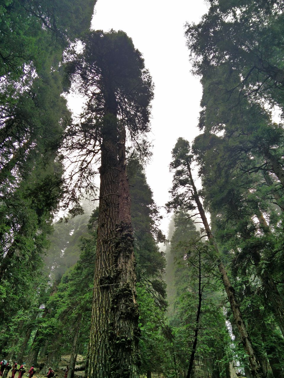Photo of Tulian Lake: 11,000 ft. high, 2 dense forests, 1 divine trek by Sandeep kumar