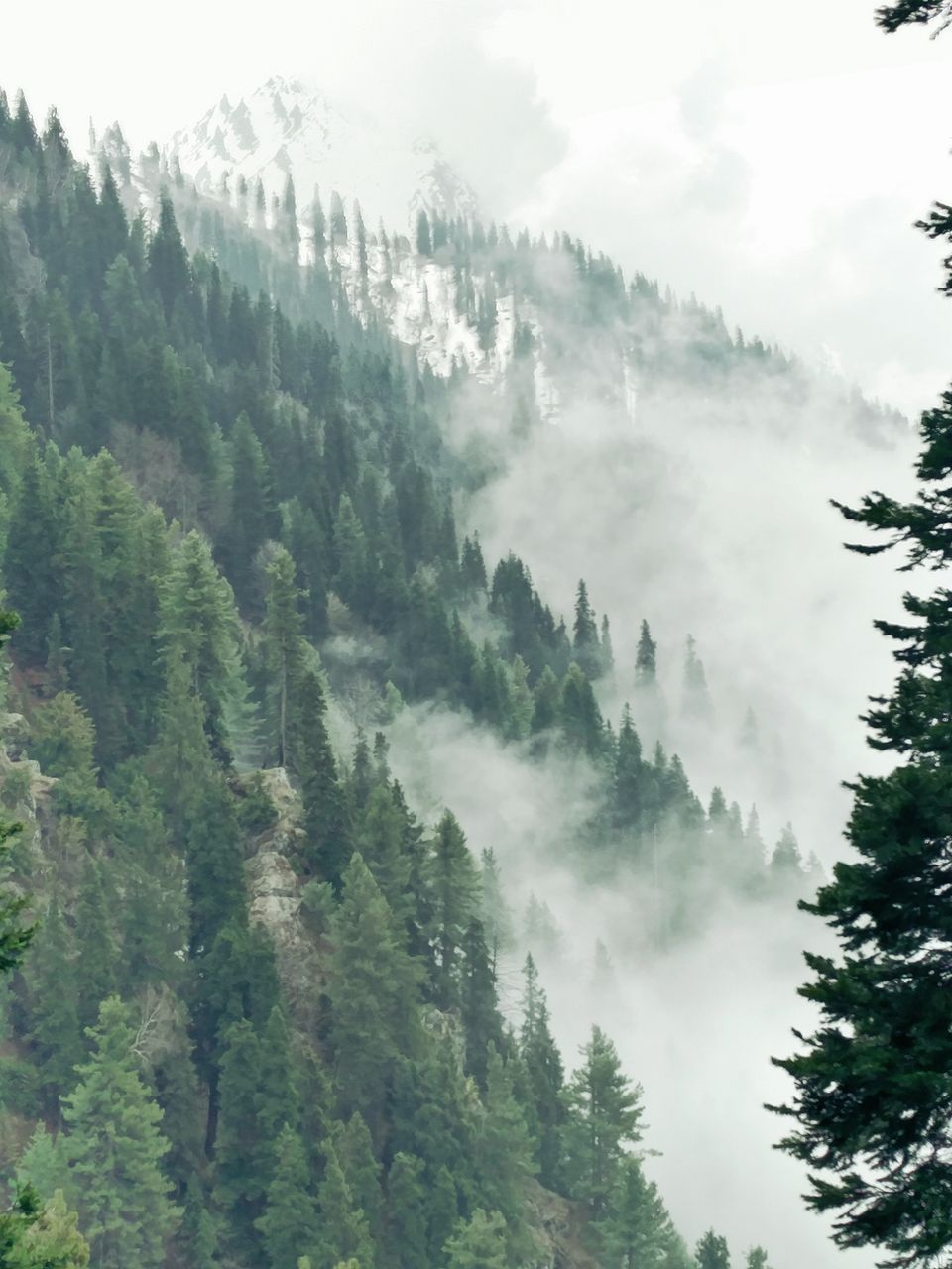 Photo of Tulian Lake: 11,000 ft. high, 2 dense forests, 1 divine trek 4/6 by Sandeep kumar