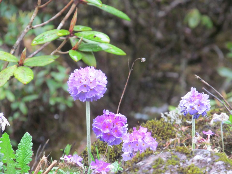 Photo of Yumthang, Sikkim, India by Preetha Vijayan