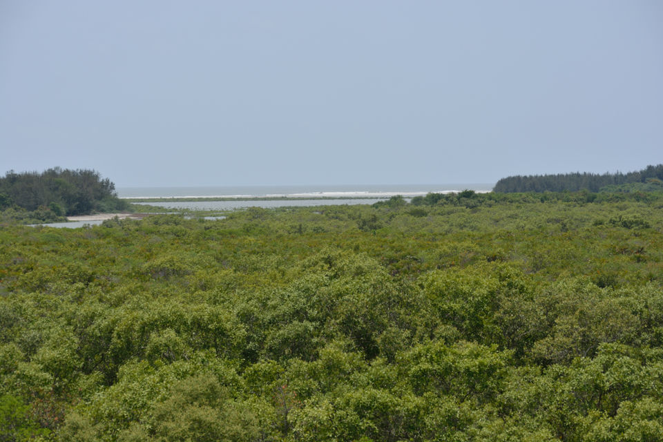 Photo of Bakkhali; A Soothing Weekend Getaway @ South Kolkata by gouri basak
