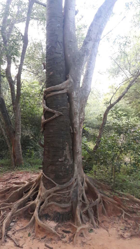 Photo of Matrimandir, Auroville, Bommayapalayam, Tamil Nadu, India by gouri basak