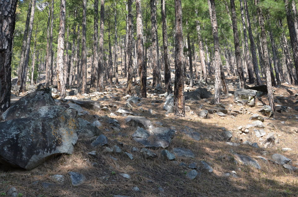 Photo of Manali: A Highway of Beauty 8/17 by Krishn Kumar Gupt
