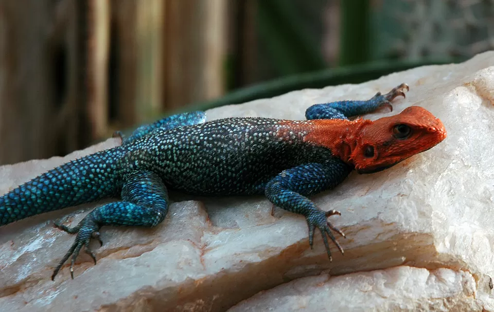 Photo of Top Eco-Tourism Spots to See Endemic Lizards in the Wild by Devika Mehta