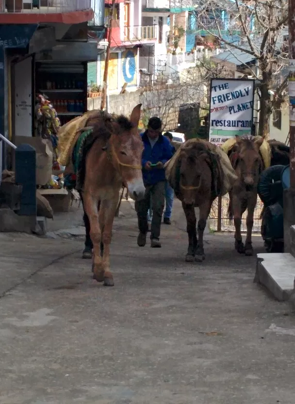 Photo of Dharamkot, Dharamkot, Dharamshala, Himachal Pradesh 176219, India by Pankhuri Agarwal