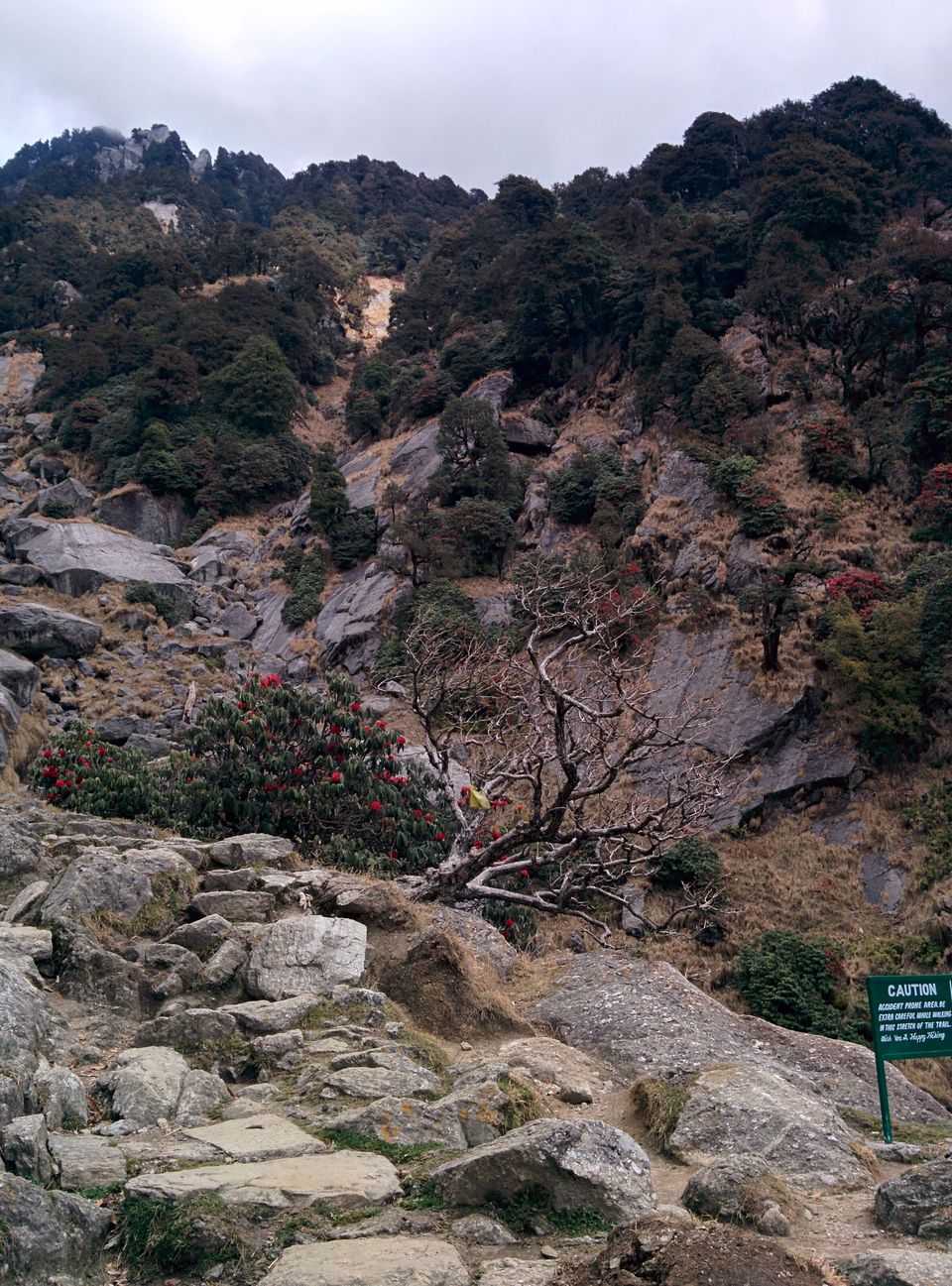 Photo of Triund: We Experienced, We Survived ! 12/37 by Pankhuri Agarwal