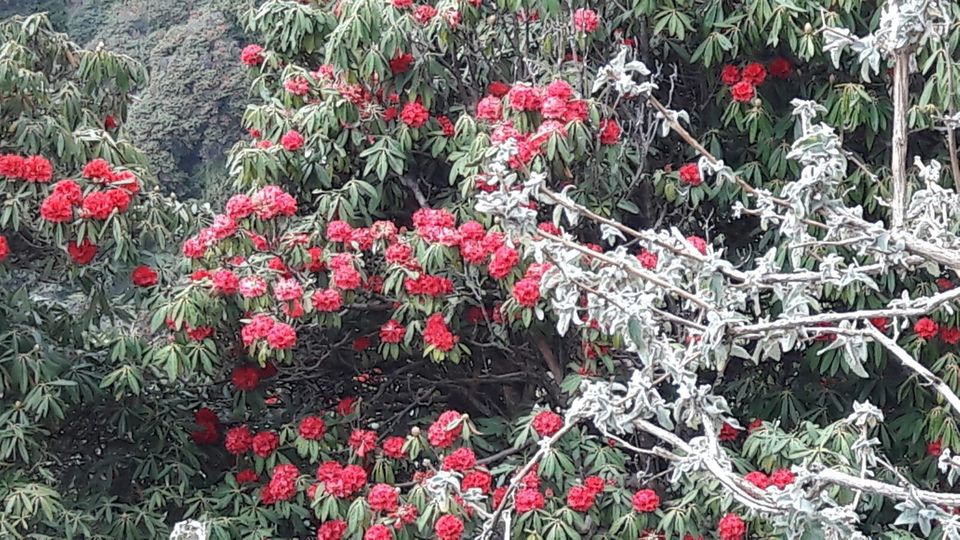 Photo of Triund: We Experienced, We Survived ! 34/37 by Pankhuri Agarwal