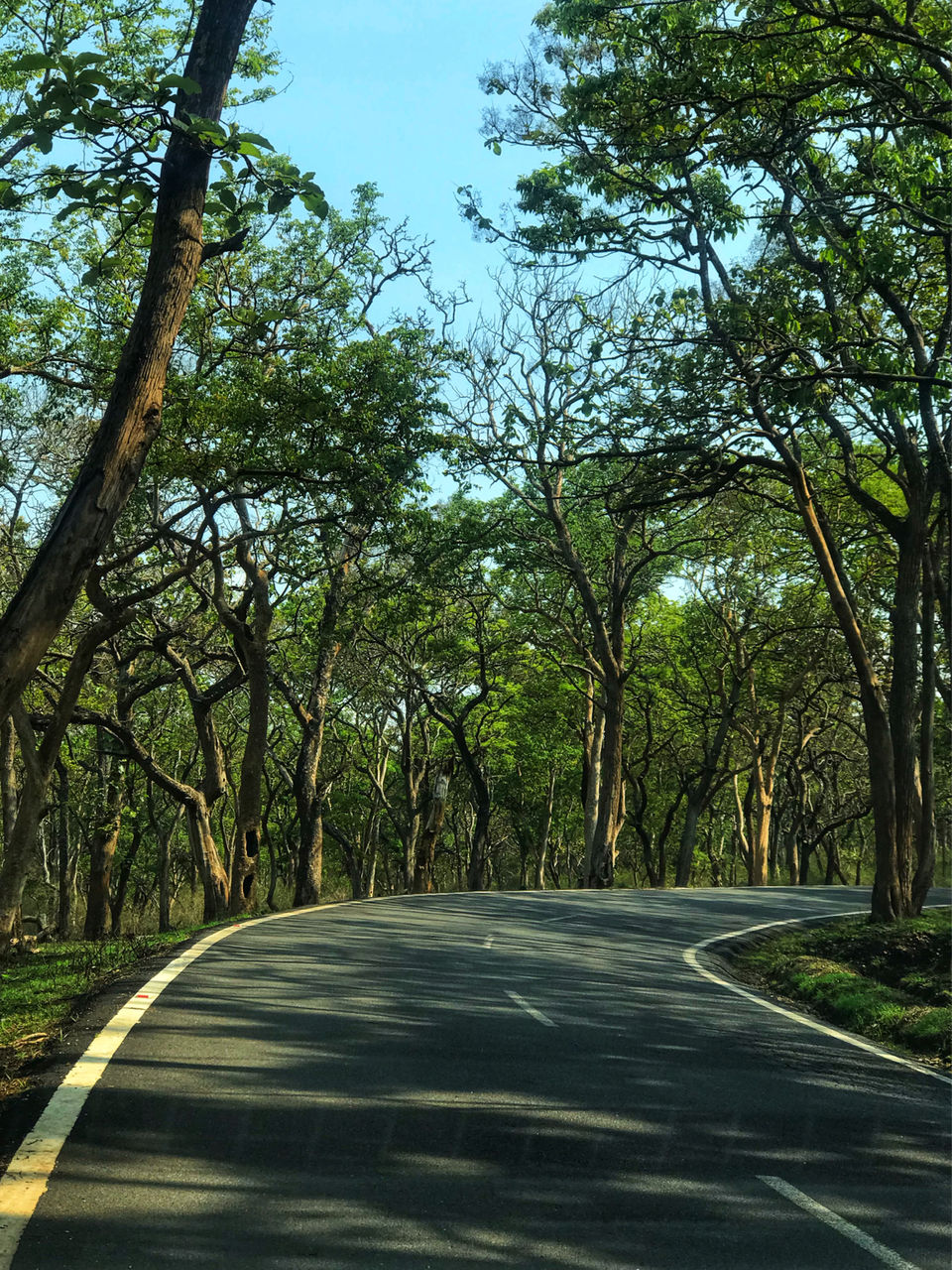 Photo of Bandipur National Park, Bandipur, Karnataka, India by Kritika