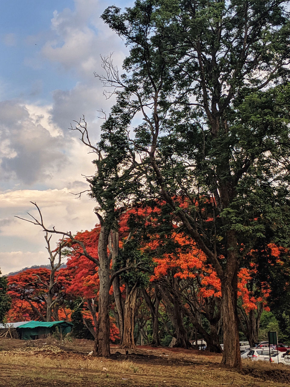 Photo of Bandipur National Park, Bandipur, Karnataka, India by Kritika