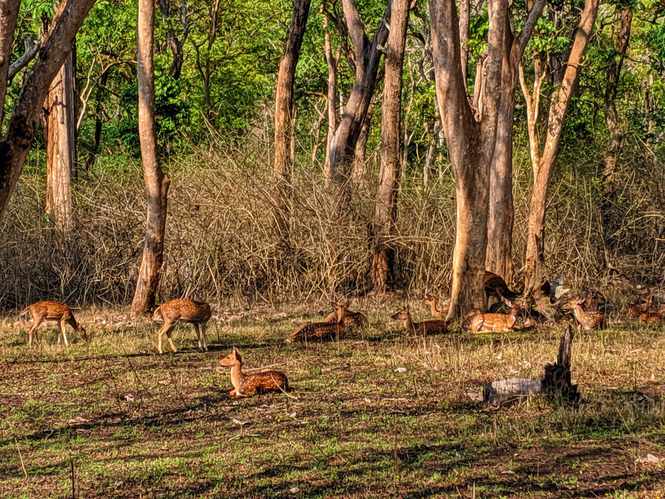 Photo of Bandipur National Park, Bandipur, Karnataka, India by Kritika