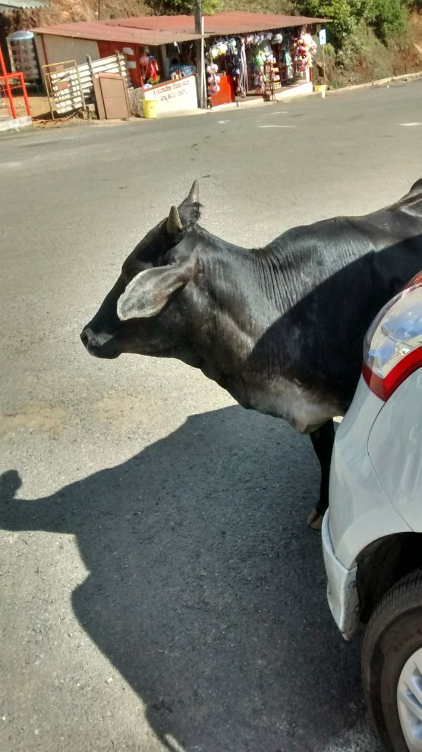 Photo of Roadtrippin' in Karnataka: Coorg, Mangalore, Chikmagalur by Shinjini Majumder