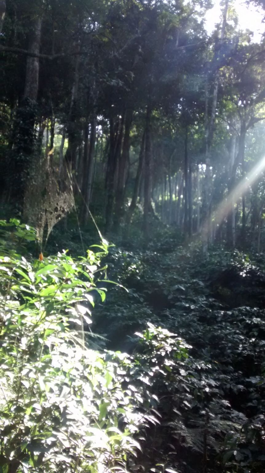 Photo of Roadtrippin' in Karnataka: Coorg, Mangalore, Chikmagalur by Shinjini Majumder