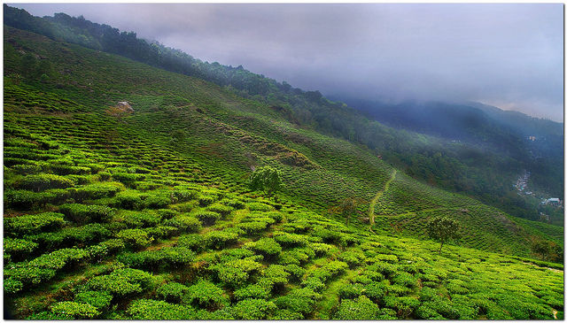 Photo of Tinchuley- Darjeeling's hidden treat 4/11 by Shinjini Majumder