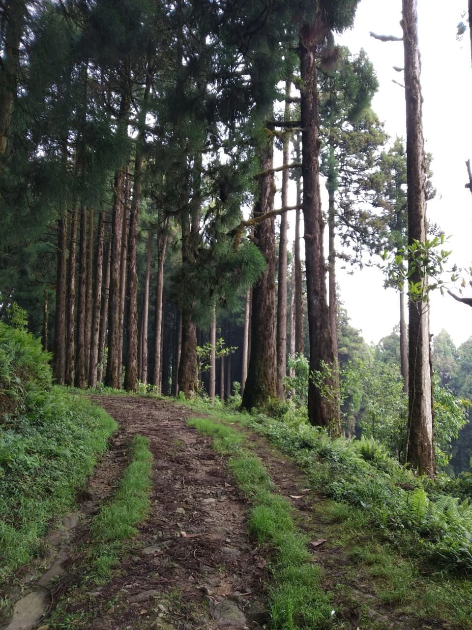 Photo of North Bengal's Hidden Hamlet is Chatakpur 12/16 by Shinjini Majumder