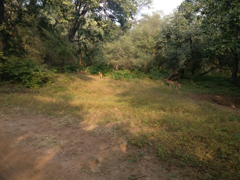 Photo of Sawai Madhopur, Rajasthan, India by Koustav Biswas