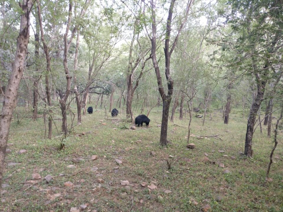 Photo of Sawai Madhopur, Rajasthan, India by Koustav Biswas
