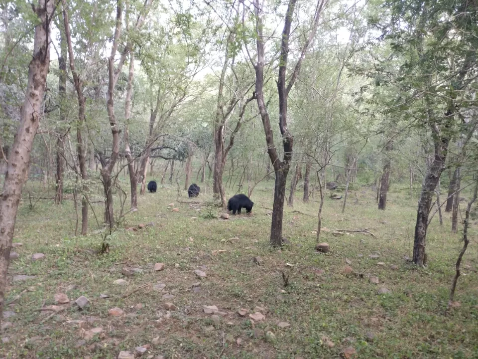 Photo of Sawai Madhopur, Rajasthan, India by Koustav Biswas