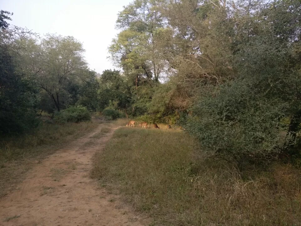 Photo of Sawai Madhopur, Rajasthan, India by Koustav Biswas