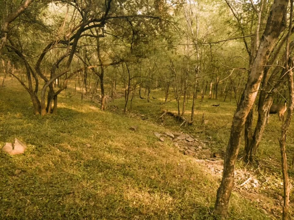 Photo of Ranthambore Fort Road, Ranthambhore Fort, Rajasthan, India by Koustav Biswas