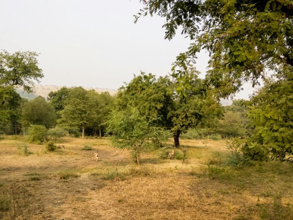 Photo of Ranthambore Fort Road, Ranthambhore Fort, Rajasthan, India by Koustav Biswas
