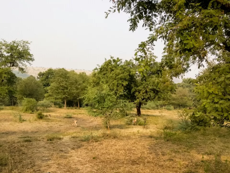 Photo of Ranthambore Fort Road, Ranthambhore Fort, Rajasthan, India by Koustav Biswas