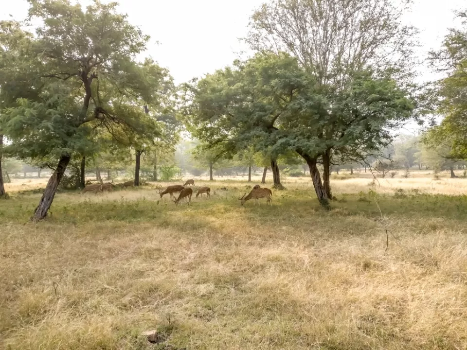 Photo of Ranthambore Fort Road, Ranthambhore Fort, Rajasthan, India by Koustav Biswas
