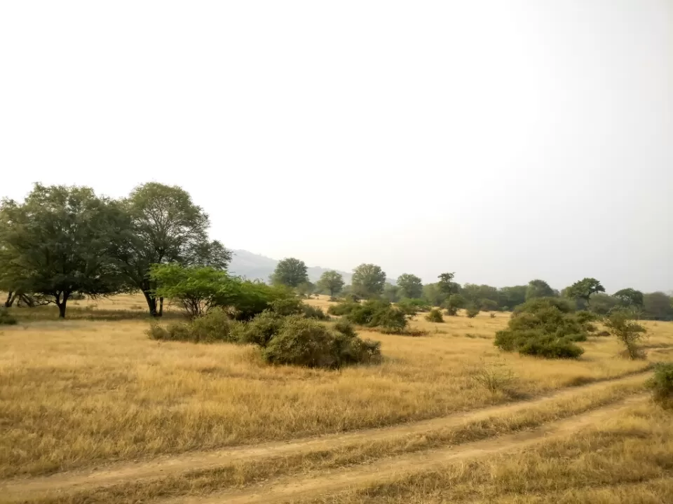 Photo of Ranthambore Fort Road, Ranthambhore Fort, Rajasthan, India by Koustav Biswas