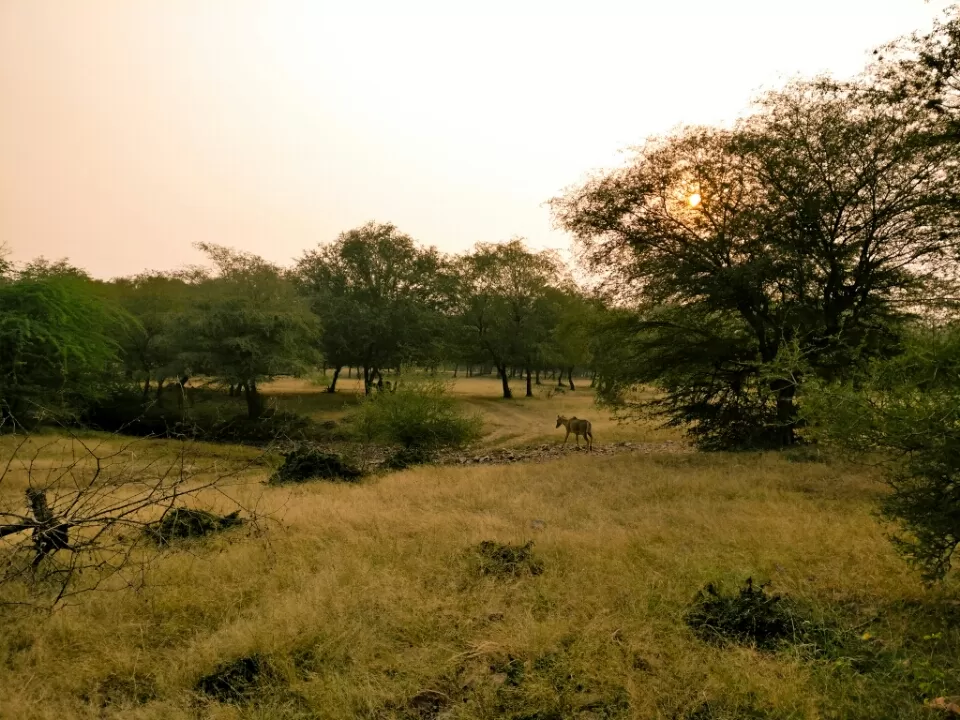 Photo of Ranthambore Fort Road, Ranthambhore Fort, Rajasthan, India by Koustav Biswas
