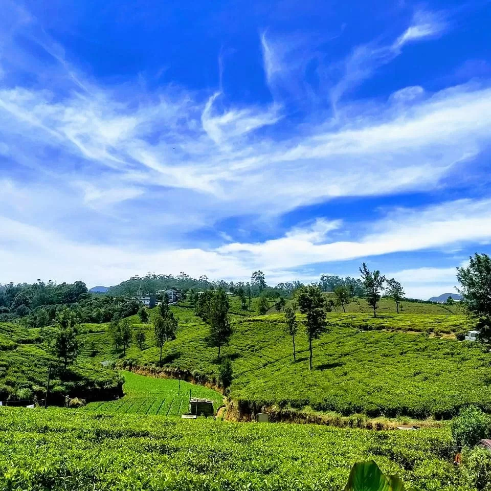Photo of Pedro Tea Factory, Nuwara Eliya, Sri Lanka by Shanky Kalra