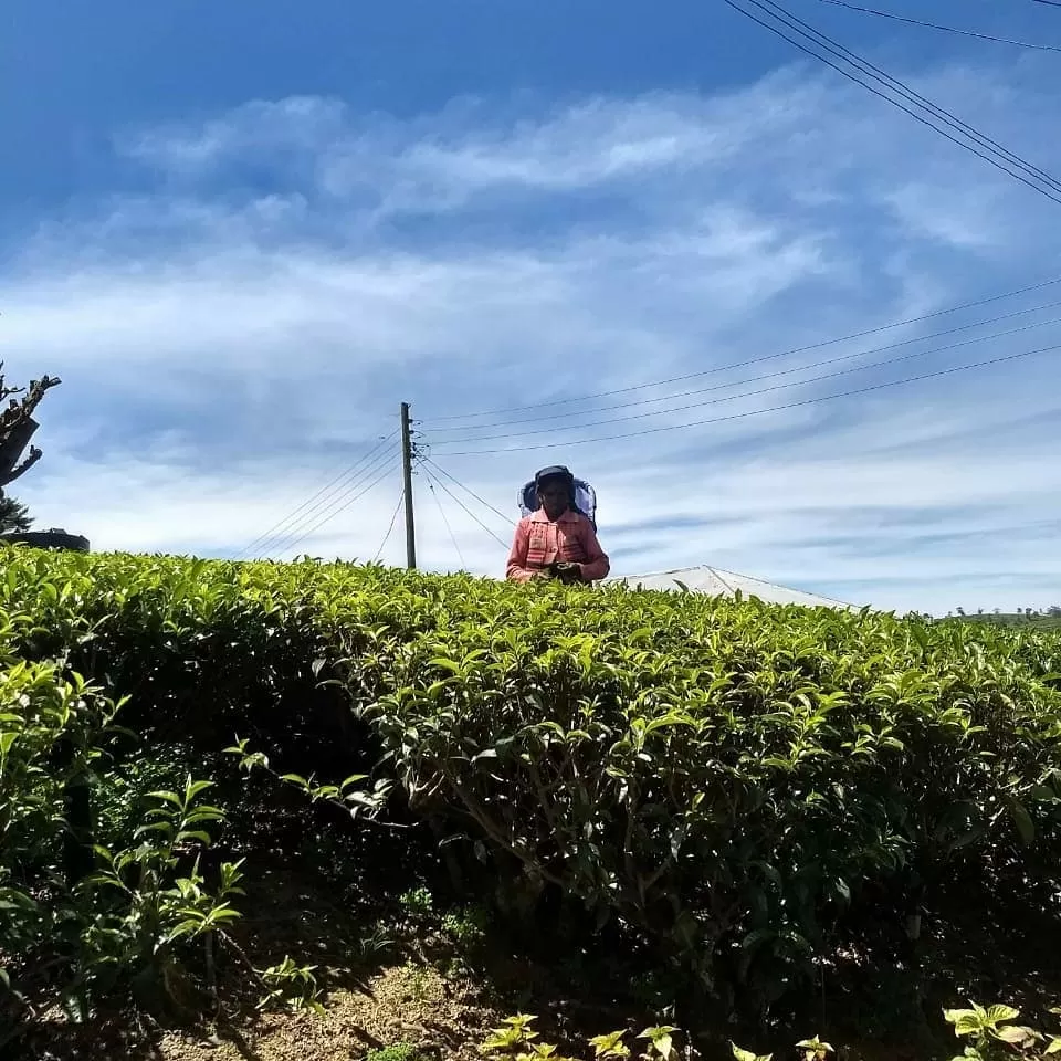 Photo of Pedro Tea Factory, Nuwara Eliya, Sri Lanka by Shanky Kalra