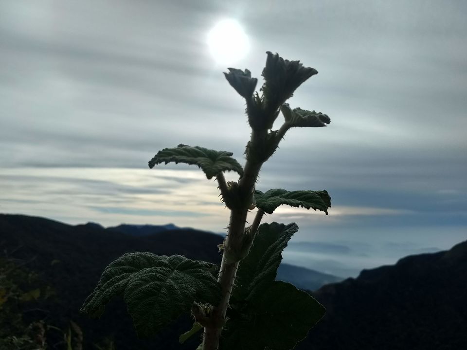 Photo of Horton Plains National Park, Sri Lanka by Shanky Kalra