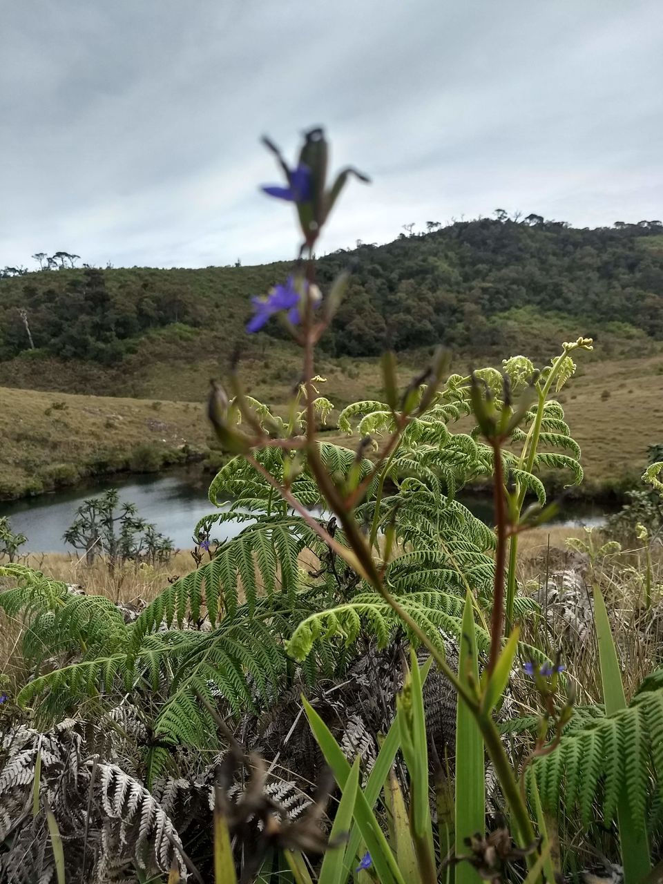 Photo of Horton Plains National Park, Sri Lanka by Shanky Kalra