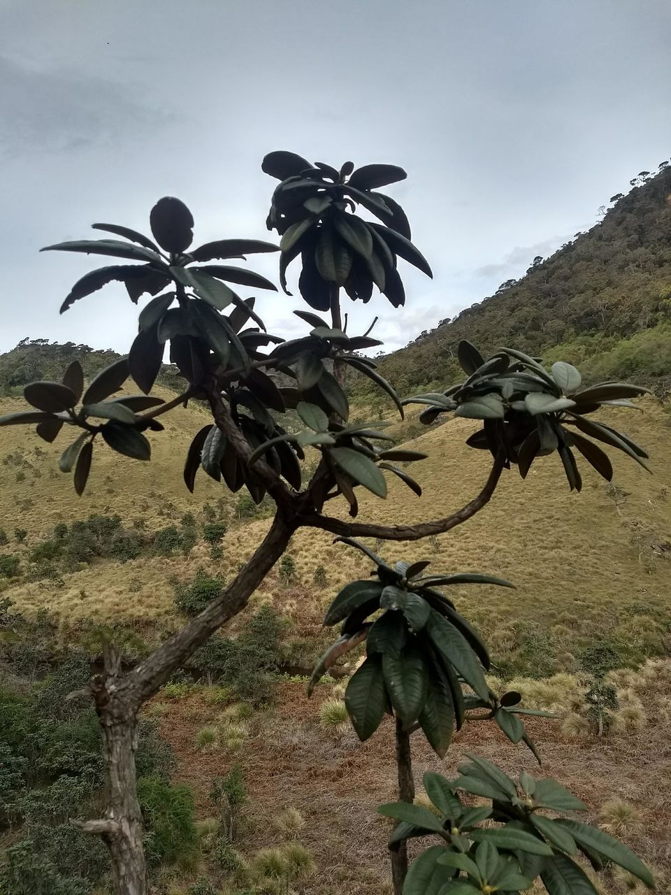Photo of Horton Plains National Park, Sri Lanka by Shanky Kalra