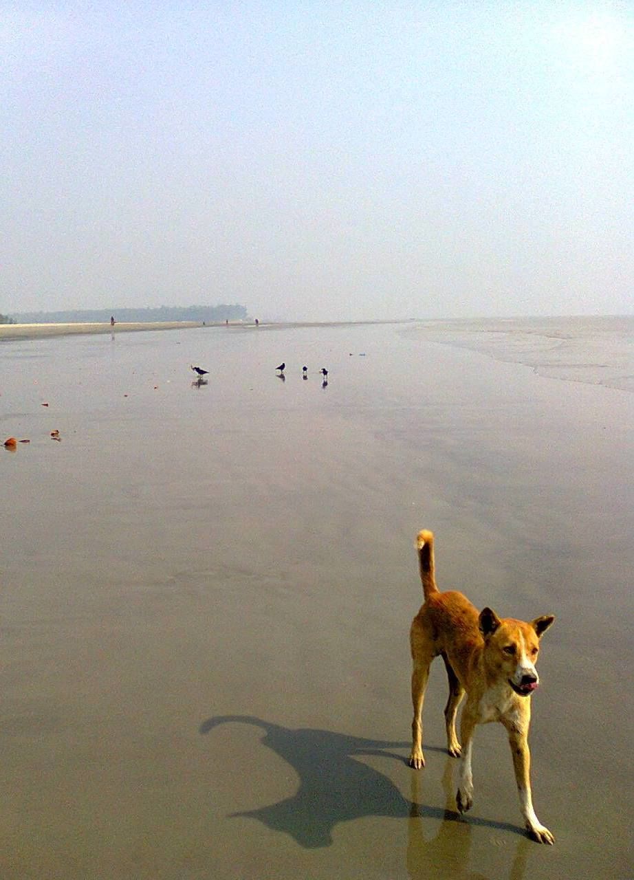 Photo of Rolling Stoned: Sagar Island and Jatar Deul 5/15 by Pluto Panes