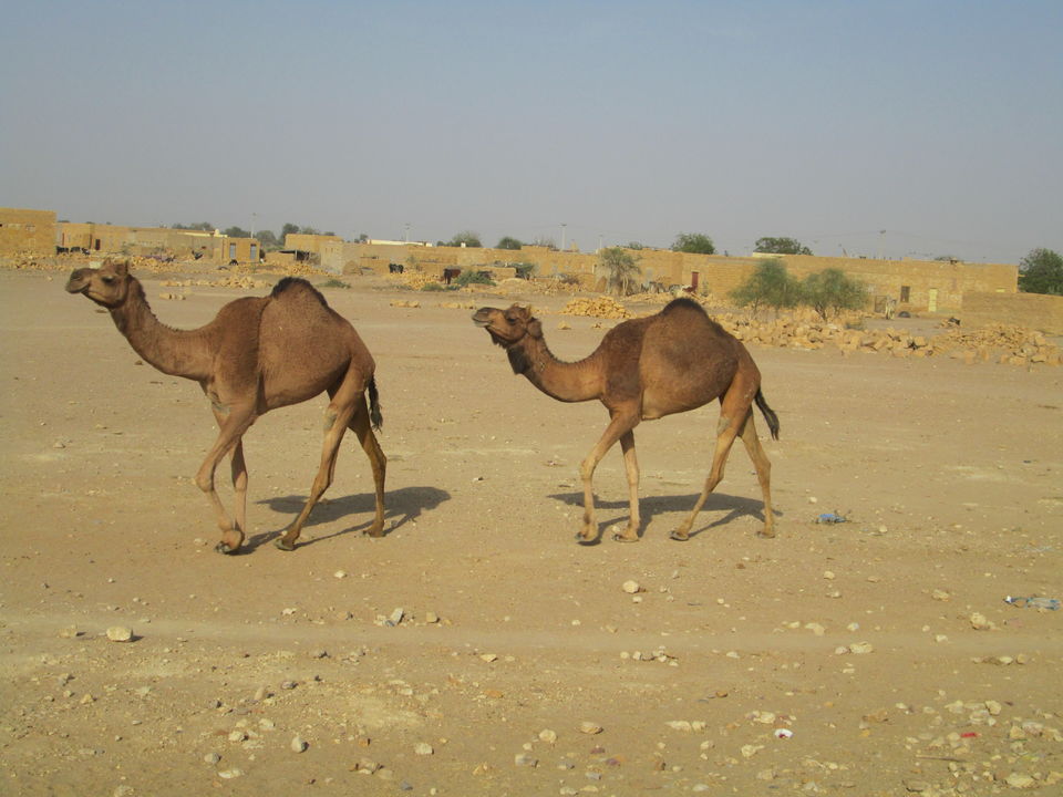 Photo of Glittering Jaisalmer 2/5 by Ankeeta Bboruah